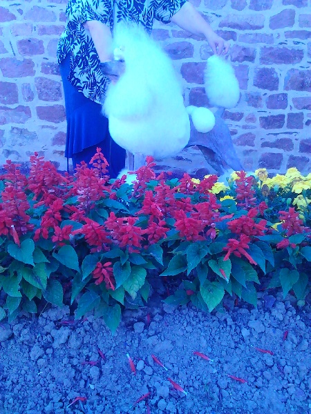 CH. Gladys girl white (Sans Affixe)